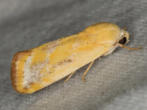 Ponometia macdunnoughi - Hodges#9116
