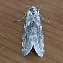 Ponometia megocula - Hodges#9117 - Ponometia megocula