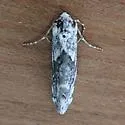 Ponometia megocula - Hodges#9117 - photo 2