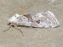 Ponometia megocula - Hodges#9117 - photo 4