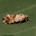 Ponometia nannodes - Hodges#9097 - photo 2