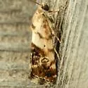 Ponometia nannodes - Hodges#9097 - photo 3