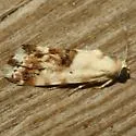 Ponometia nannodes - Hodges#9097 - photo 4