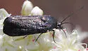 Ponometia nigra - Hodges#9101.1 - Ponometia nigra