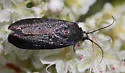Ponometia nigra - Hodges#9101.1 - photo 2