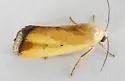 Ponometia parvula - Hodges#9083