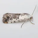Ponometia phecolisca - Hodges#9098 - Ponometia phecolisca