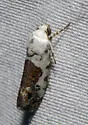 Ponometia phecolisca - Hodges#9098 - photo 4
