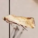 Ponometia pulchra - Hodges#9104 - Ponometia pulchra
