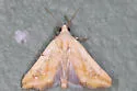 Ponometia pulchra - Hodges#9104 - photo 2