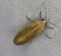 Ponometia pulchra - Hodges#9104 - photo 4
