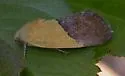 The Half-Yellow - Hodges#9085 - Ponometia semiflava