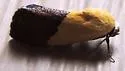 The Half-Yellow - Hodges#9085 - photo 3