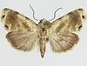 Ponometia septuosa - Hodges#9085.1 - Ponometia septuosa