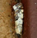 Ponometia sutrix - Hodges#9119