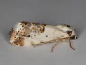 Ponometia sutrix - Hodges#9119 - photo 2
