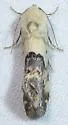 Ponometia sutrix - Hodges#9119 - photo 4