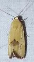 Ponometia tortricina - Hodges#9101 - photo 3