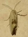 Ponometia tortricina - Hodges#9101 - photo 4