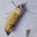 Ponometia tortricina - Hodges#9101 - photo 5