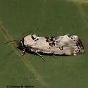 Ponometia tripartita - Hodges#9118