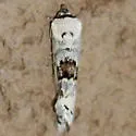 Ponometia tripartita - Hodges#9118 - photo 4
