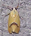 Ponometia venustula - Hodges#9087
