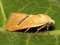 Ponometia venustula - Hodges#9087 - photo 2