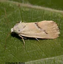Ponometia venustula - Hodges#9087 - photo 3