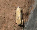 Ponometia venustula - Hodges#9087 - photo 4