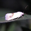 Ponometia virginalis - Hodges#9088 - photo 2
