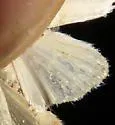 Ponometia virginalis - Hodges#9088 - photo 4