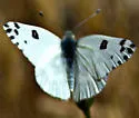 Becker's White - Hodges#4191
