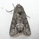 Oxycnemis grandimacula - Hodges#10048