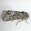 Oxycnemis grandimacula - Hodges#10048 - photo 2