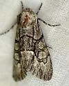 Oxycnemis grandimacula - Hodges#10048 - photo 3