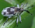 Watercress Weevil