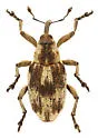 Watercress Weevil - photo 2