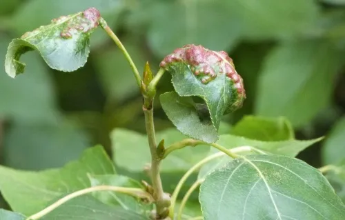 Poplar-buttercup gall aphid