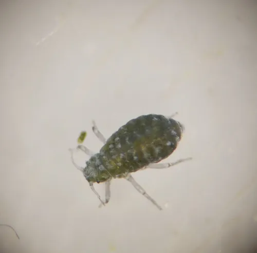 Poplar-buttercup gall aphid - photo 2