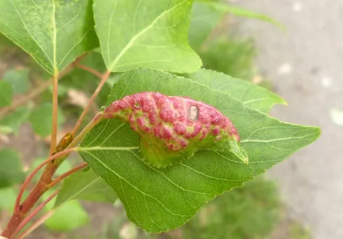 Poplar-buttercup gall aphid - photo 3