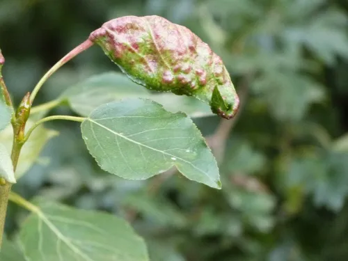 Poplar-buttercup gall aphid - photo 4