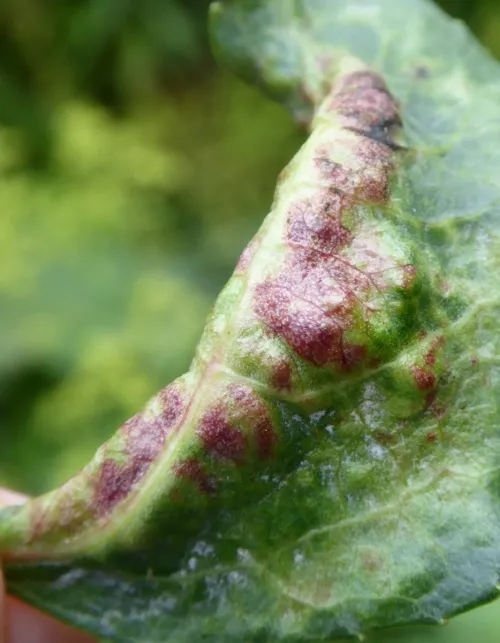 Poplar-buttercup gall aphid - photo 5