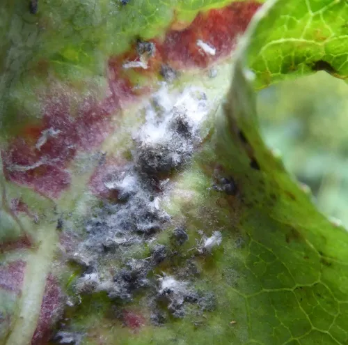 Poplar-buttercup gall aphid - photo 6