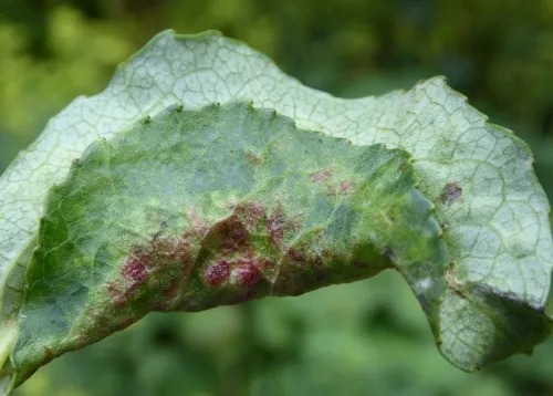 Poplar-buttercup gall aphid - photo 7