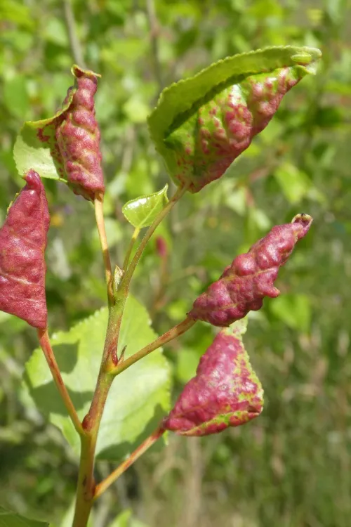 Poplar-buttercup gall aphid - photo 8