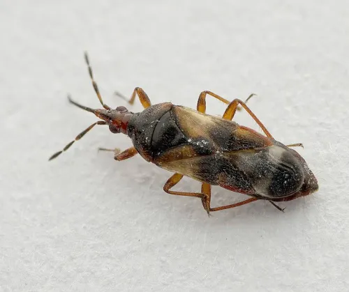 Poplar Gall Bug - Anthocoris minki
