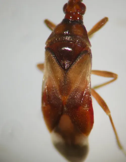 Poplar Gall Bug - photo 2