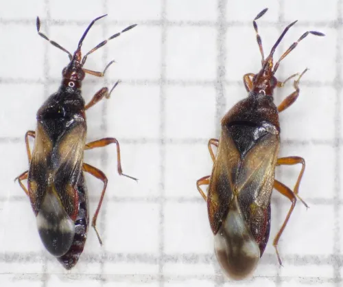 Poplar Gall Bug - photo 3