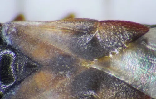 Poplar Gall Bug - photo 4
